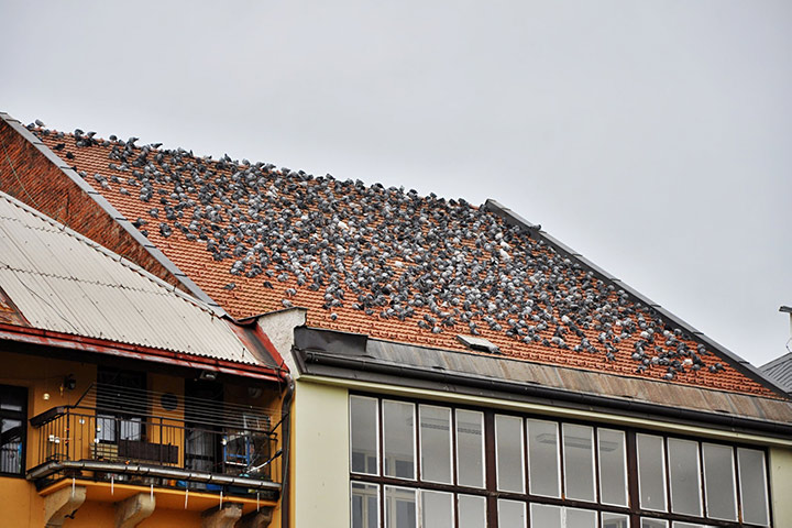 A2B Pest Control are able to install spikes to deter birds from roofs in Middleton. 