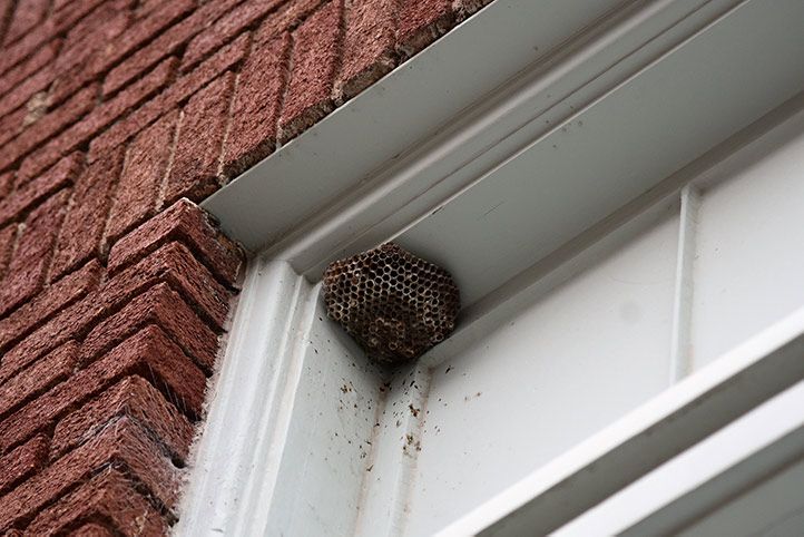 We provide a wasp nest removal service for domestic and commercial properties in Middleton.